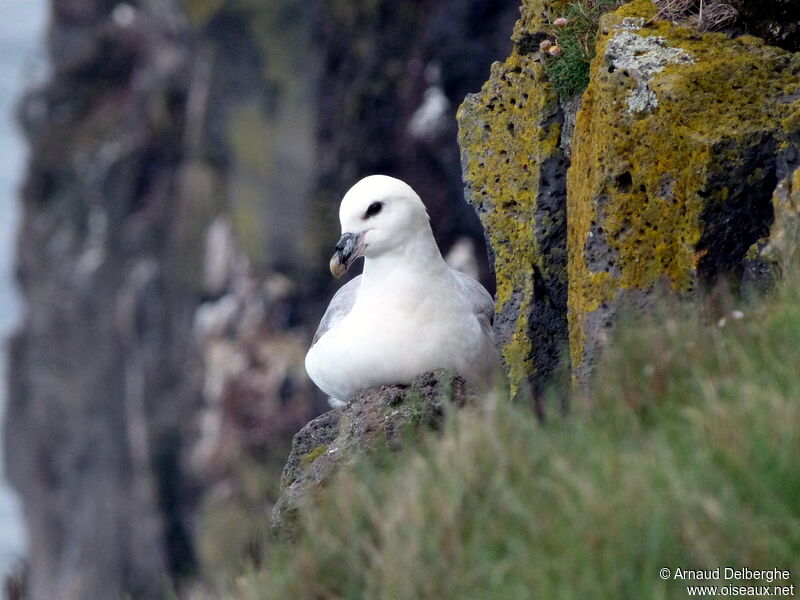 Fulmar boréal