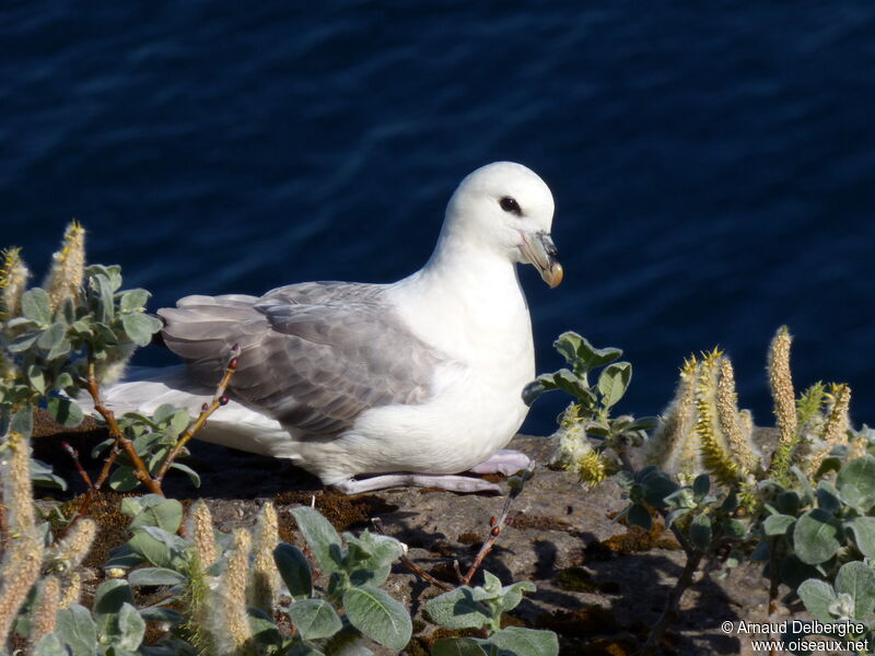 Fulmar boréal