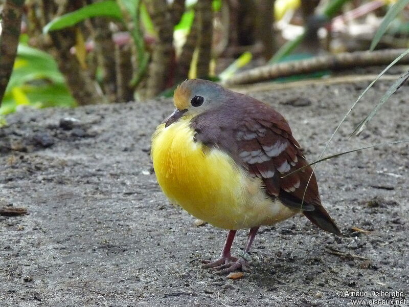 Cinnamon Ground Dove