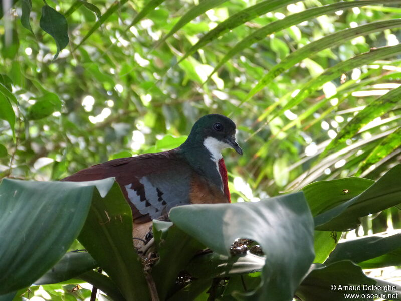 Mindanao Bleeding-heart