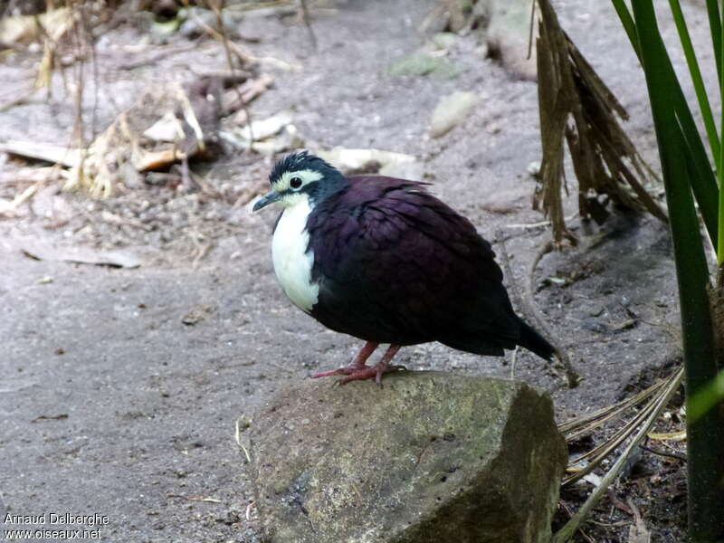 White-breasted Ground Doveadult, identification