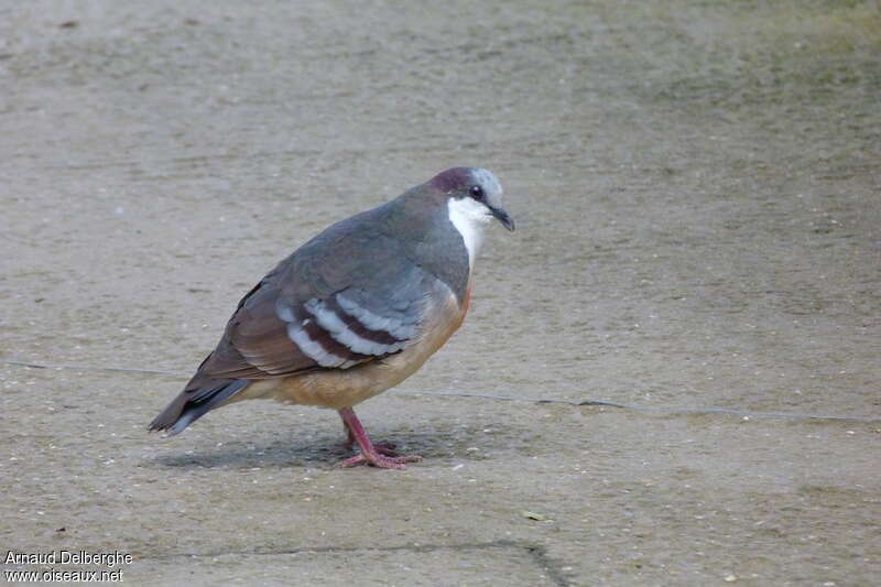 Luzon Bleeding-heart