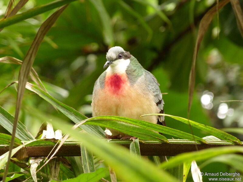 Luzon Bleeding-heart