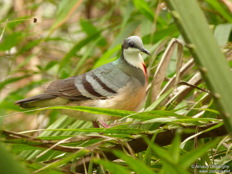 Luzon Bleeding-heart