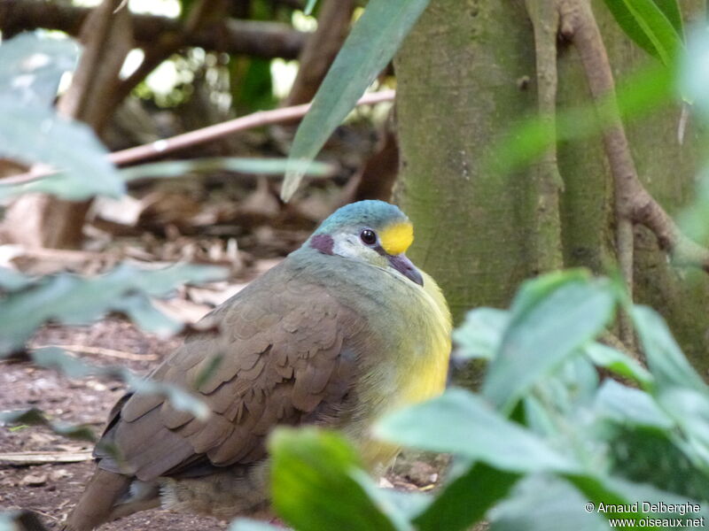 Sulawesi Ground Dove