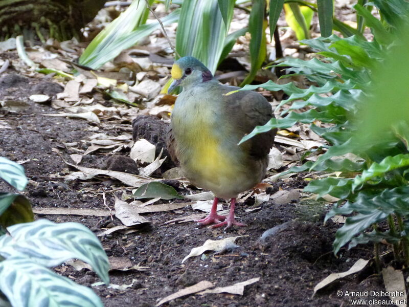 Sulawesi Ground Dove