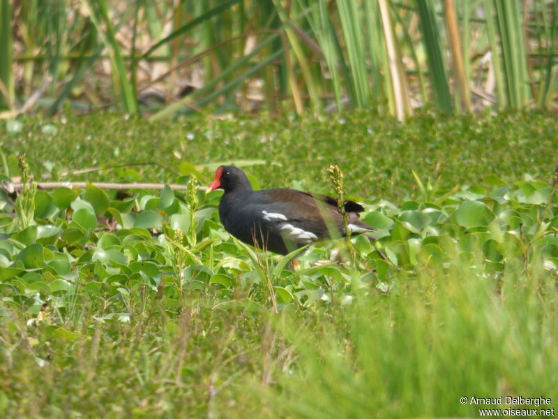 Gallinule d'Amérique