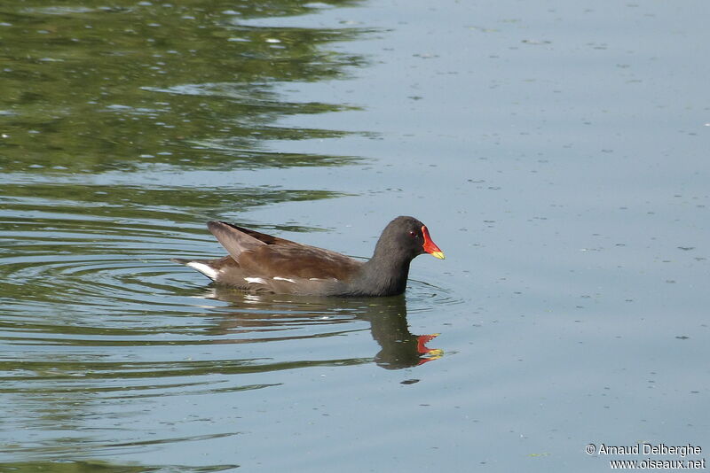 Common Moorhen