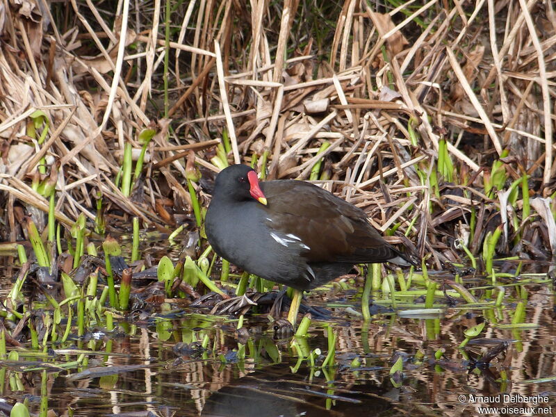 Gallinule poule-d'eau