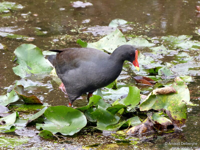 Gallinule sombre