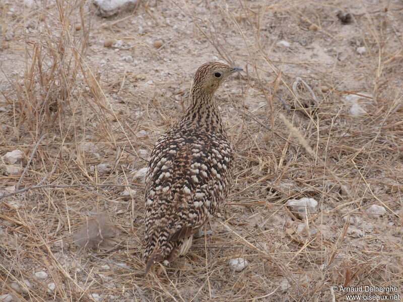 Ganga namaqua femelle