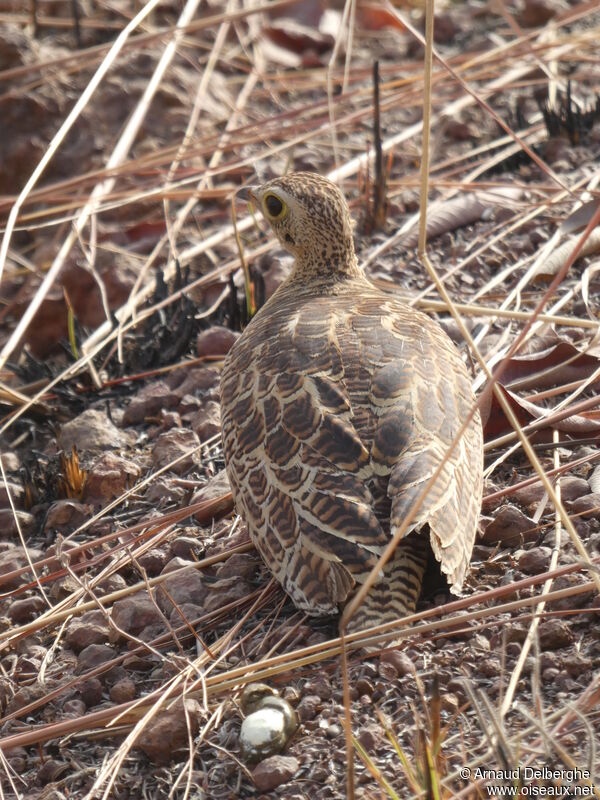 Four-banded Sandgrouse female