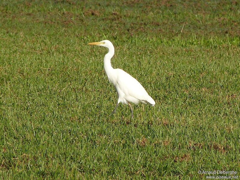 Eastern Cattle Egret