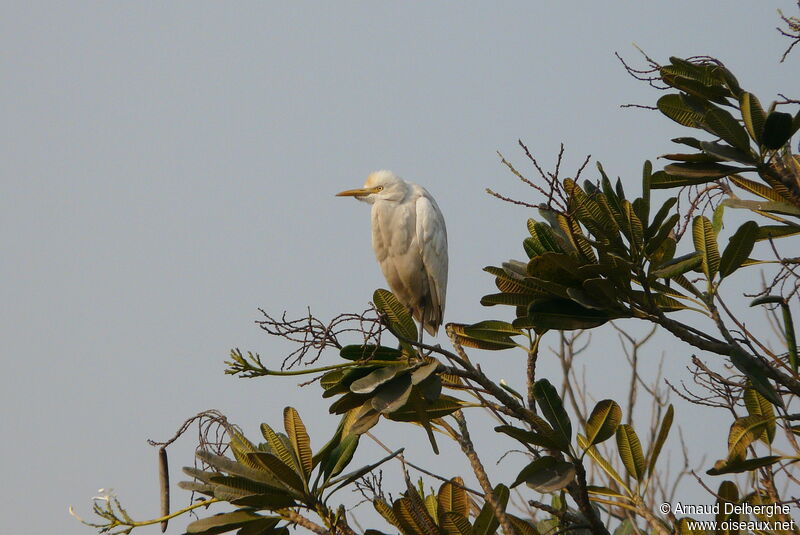 Eastern Cattle Egret