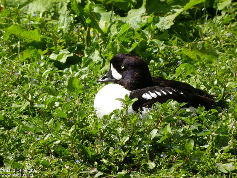 Garrot d'Islande mâle adulte, portrait