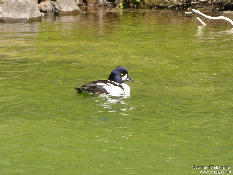 Barrow's Goldeneye