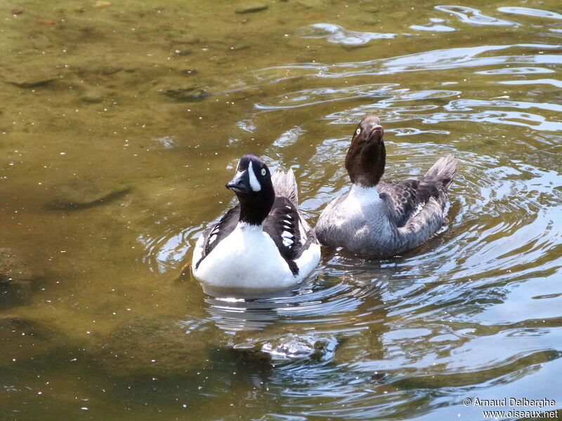 Barrow's Goldeneye