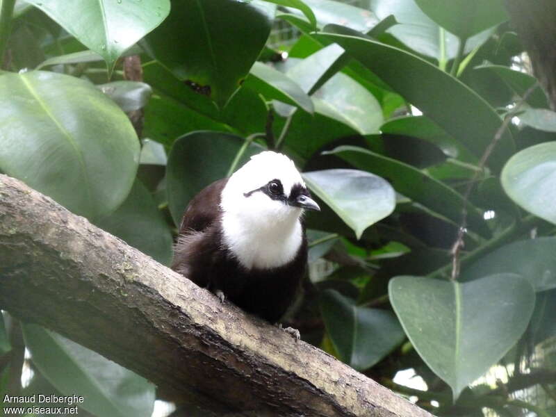 Garrulaxe bicolore, portrait