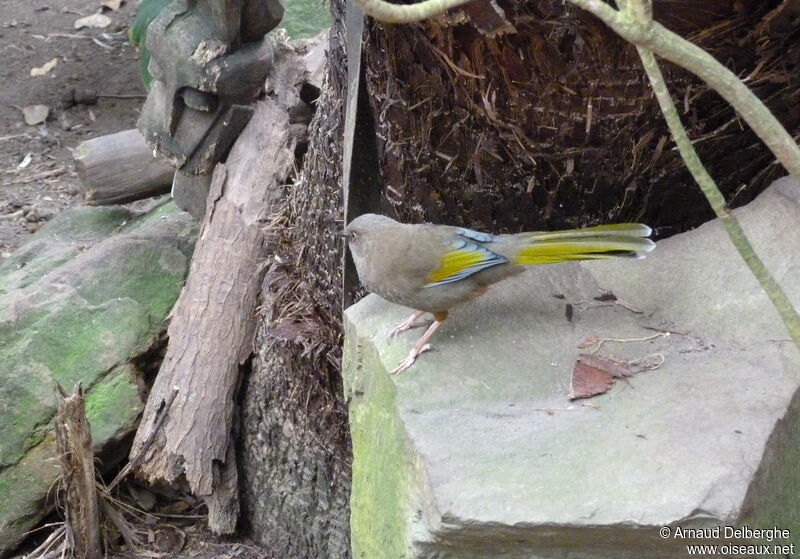 Elliot's Laughingthrush