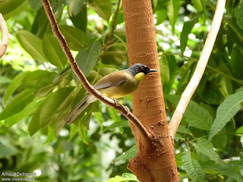 Garrulaxe de Courtoisadulte, identification