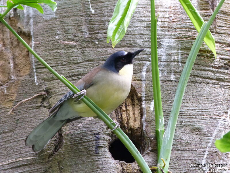 Blue-crowned Laughingthrush