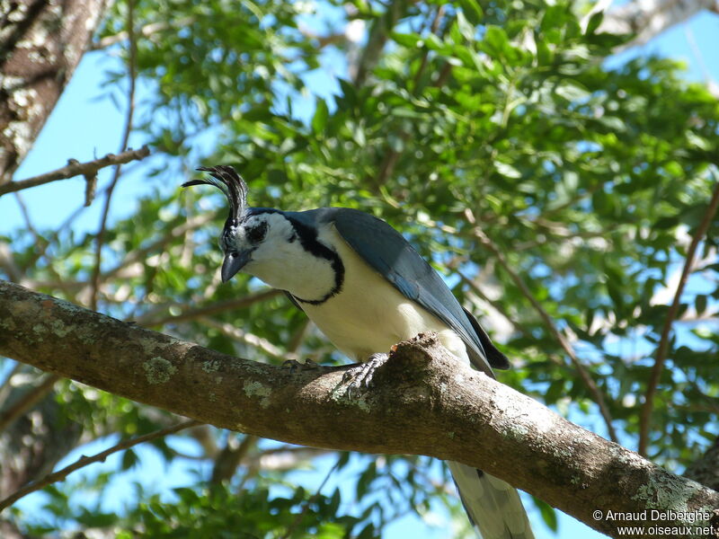 White-throated Magpie-Jay