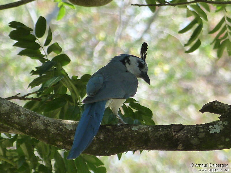 White-throated Magpie-Jay