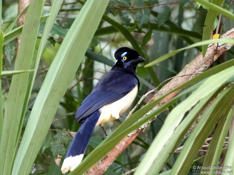 Plush-crested Jay