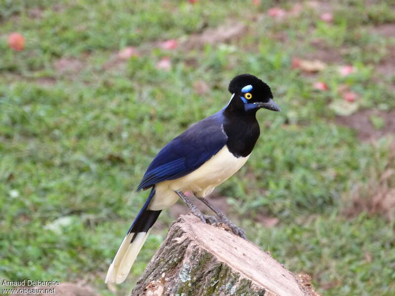 Plush-crested Jayadult