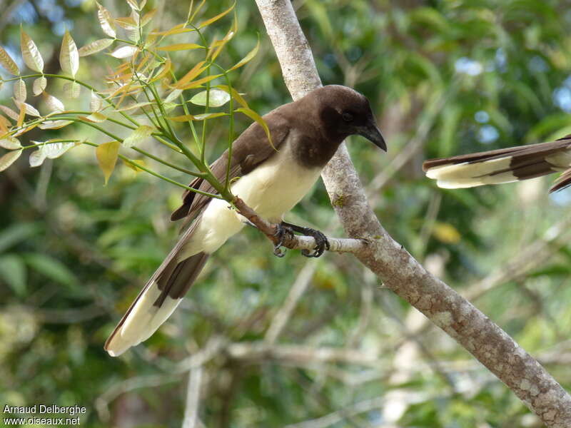 Brown Jayadult, identification