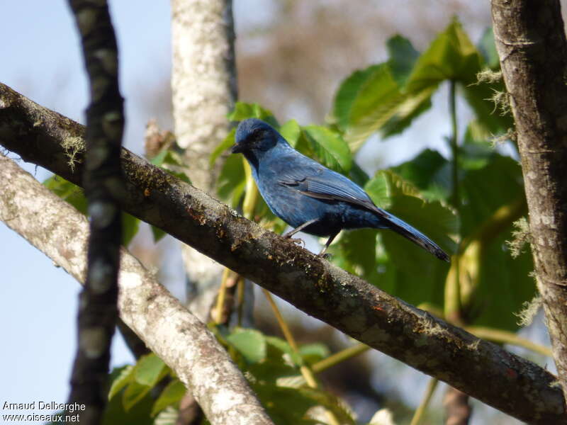 Unicolored Jayadult, habitat, pigmentation