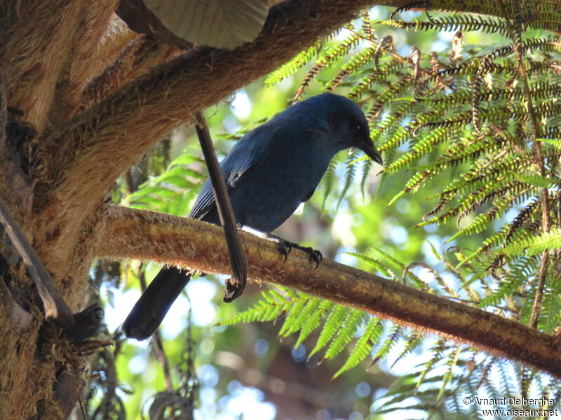 Unicolored Jay