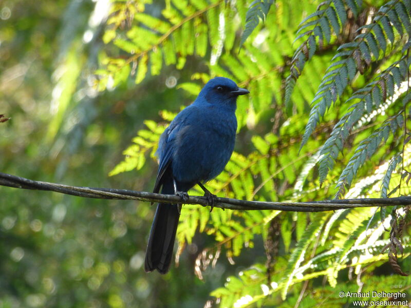 Unicolored Jay