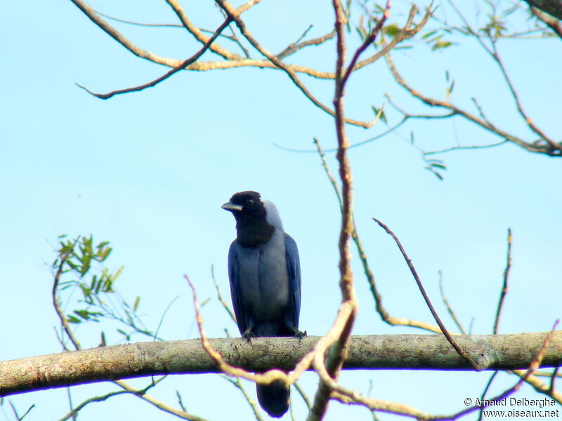 Violaceous Jay