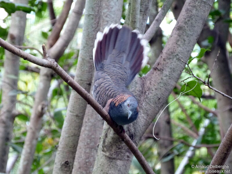 Bar-shouldered Dove