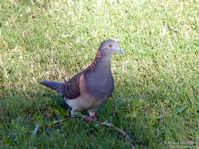 Bar-shouldered Dove