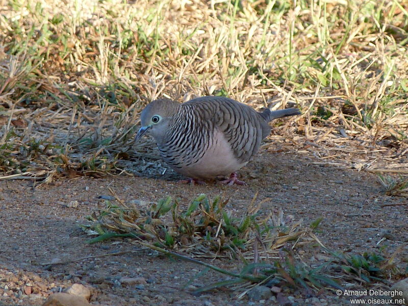 Peaceful Dove