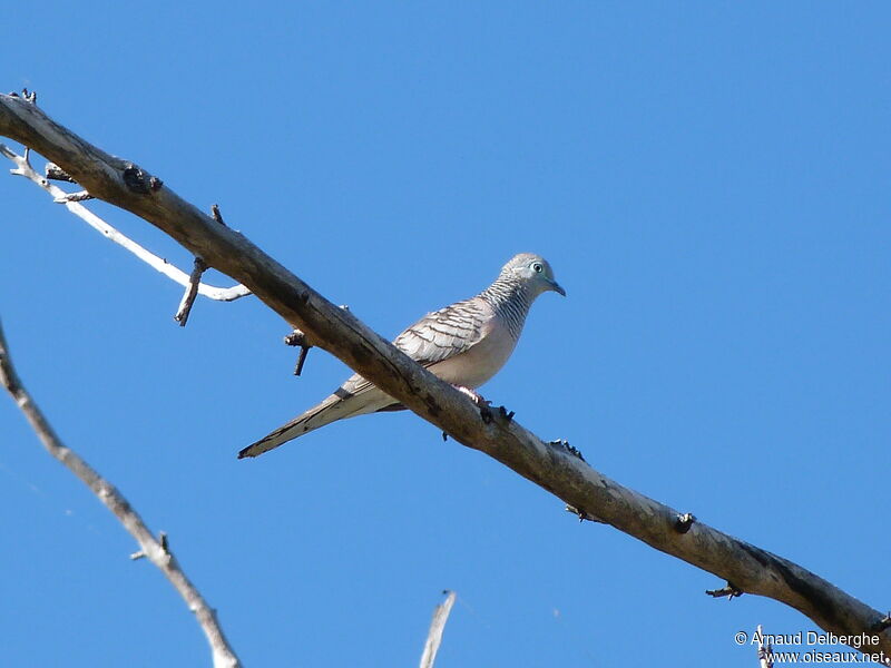 Peaceful Dove