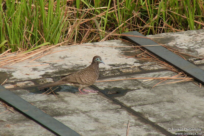 Zebra Dove