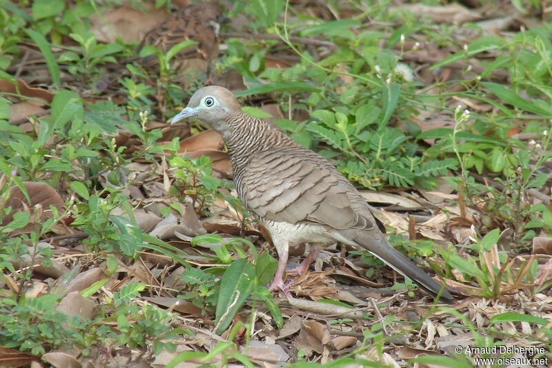 Zebra Dove