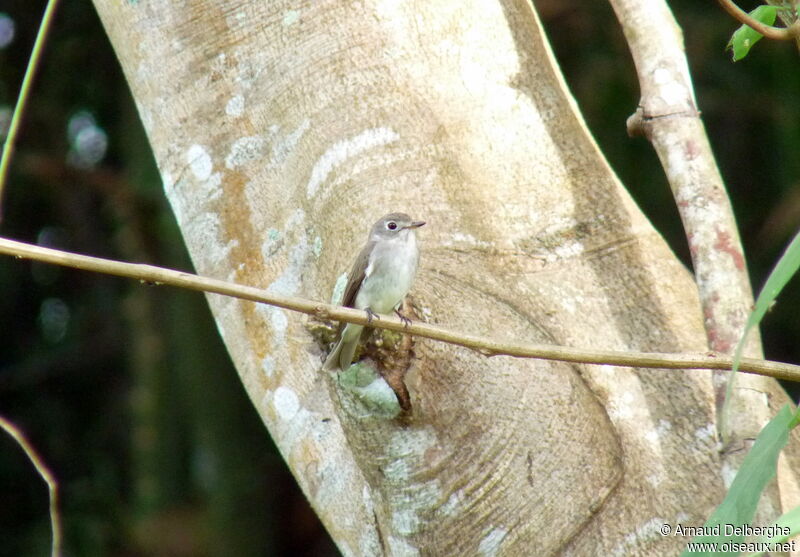 Asian Brown Flycatcher