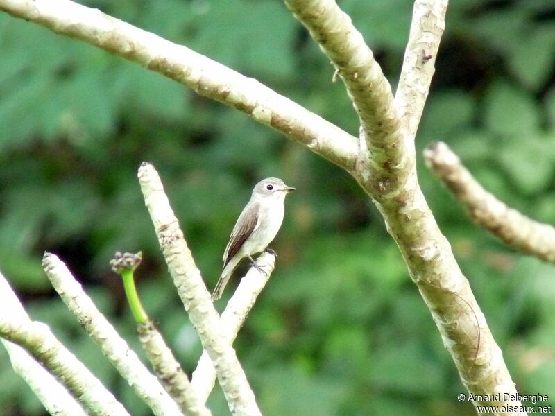 Asian Brown Flycatcher