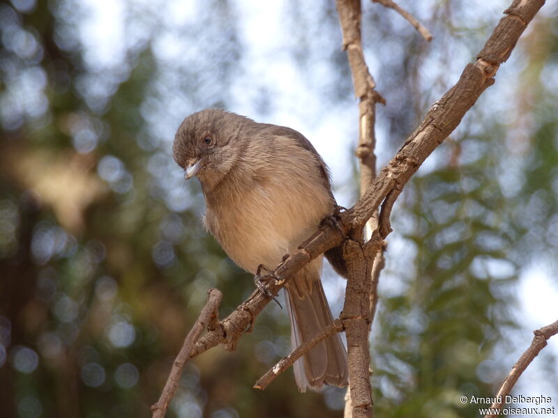 Abyssinian Slaty Flycatcher