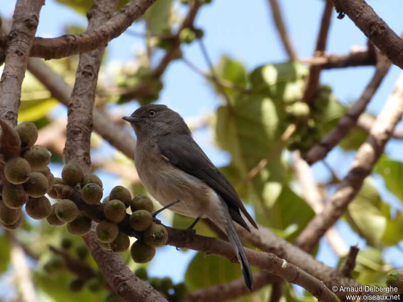 Abyssinian Slaty Flycatcher