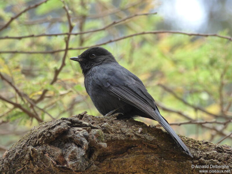 Gobemouche drongo