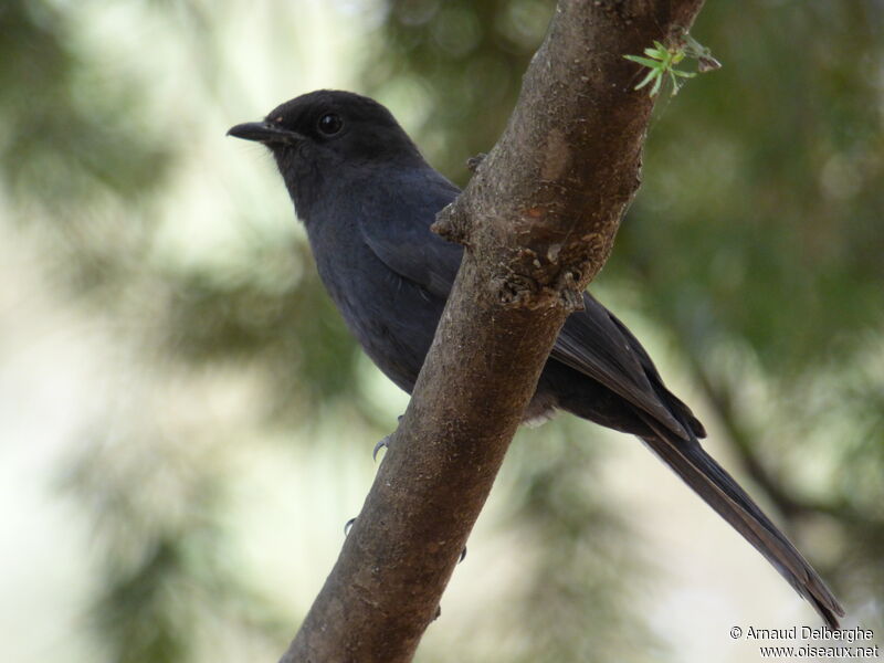 Gobemouche drongo