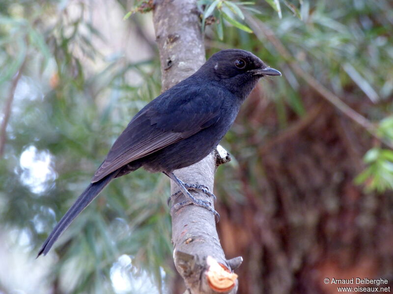 Northern Black Flycatcher