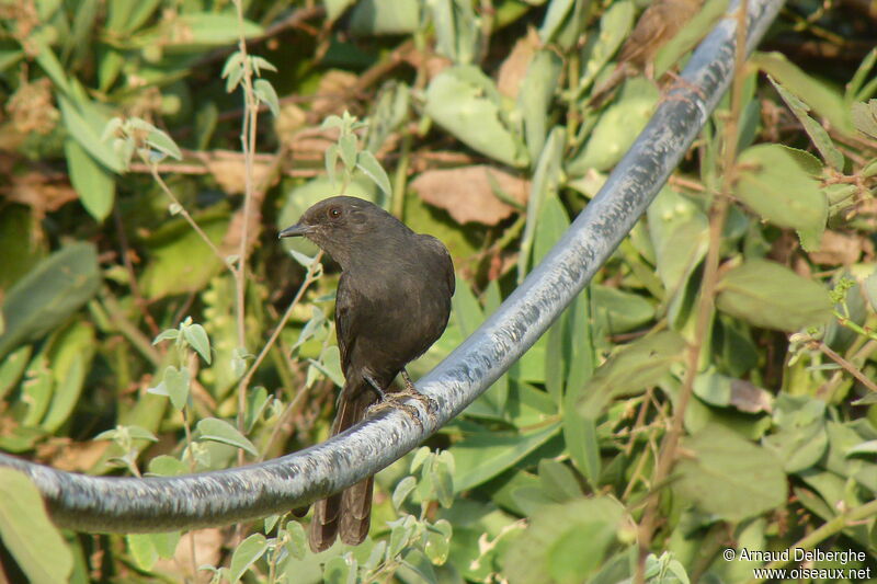 Gobemouche drongo