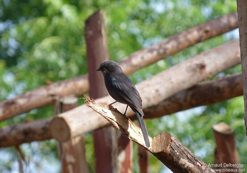 Gobemouche drongo