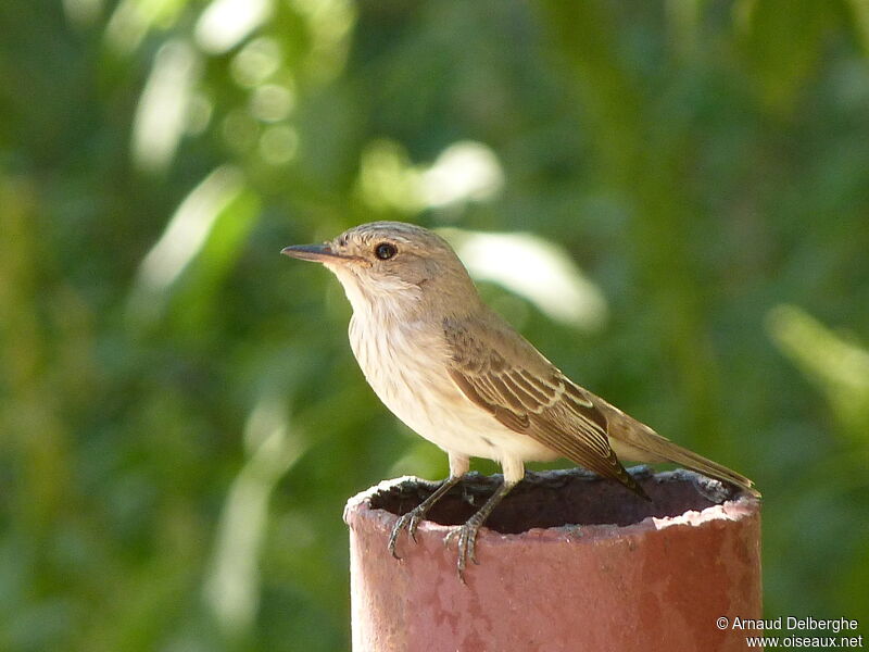 Spotted Flycatcher